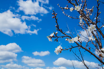 apricot plum tree Blossom in spring time on the background of blue cloudy sky. Beautiful white flowers. Copy space. Natural seasonal background.