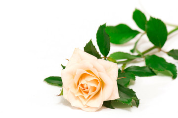 A beautiful single white rose with raindrops is on the white background