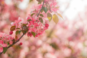 Beautiful pink spring tender flowers blossom. Pink cherry flower close-up. Spring time flowers background. Pink sharp and defocused flowers blooming. Copy space for text horizontal.