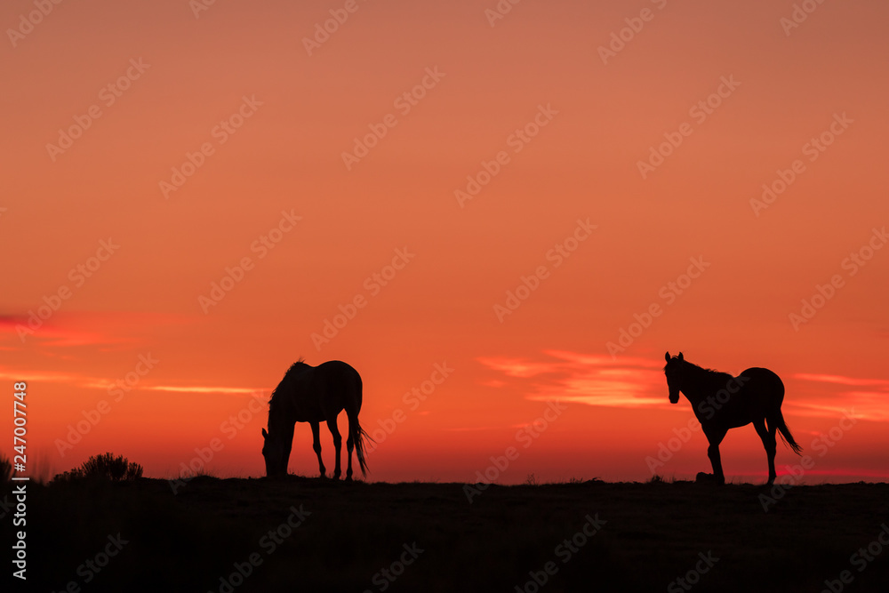 Sticker Wild Horses Silhouetted at Sunrise