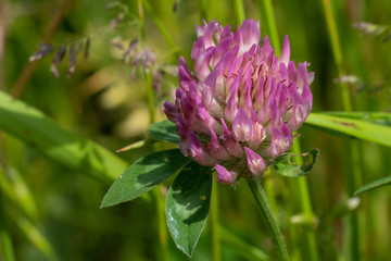 Red clover, Trifolium pratense