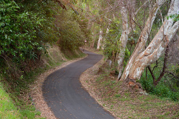 Asphalt road through in the forest.