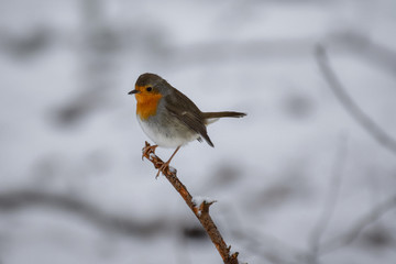 Robin (redbreast) in the snow