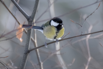 Fototapeta premium Great tit on branch in the snow