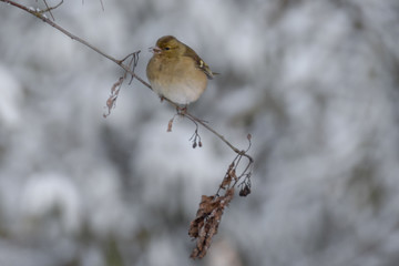 Finch on branch in the snow