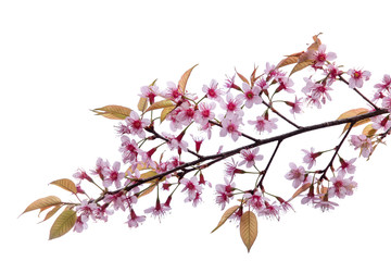 Cherry blossom flowers , sakura flowers on white background.