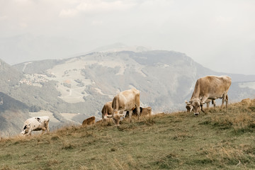 Obraz premium cows in the field of Alps