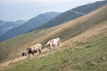 cows in the field of Alps