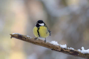 Great tit on branch in the snow
