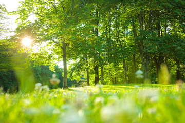 Obraz premium blooming flowers in the garden