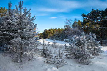 Fototapeta na wymiar Pine forest covered with snow on a sunny day.