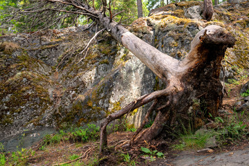Huge roots of trees in gloomy forest.