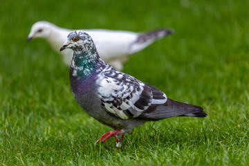 Pigeon on grass field