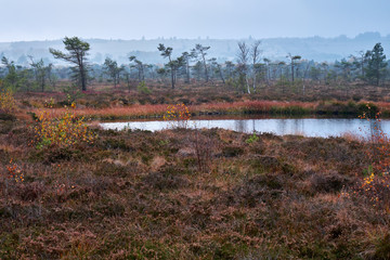 NSG &bdquo;Schwarzes Moor", Biosph&auml;renreservat Rh&ouml;n, Unterfranken, Franken, Bayern, Deutschland.