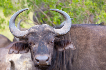 Naklejka premium buffalo stare