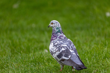 Pigeon on grass field