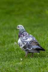 Pigeon on grass field
