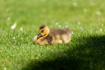 Young canadian goose on grass field