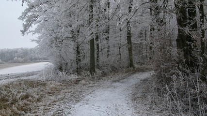 Snowy Footpath / Farm Road leading into a Forest with ice and snow covered trees