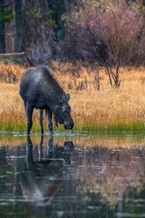 Reflection of a Moose