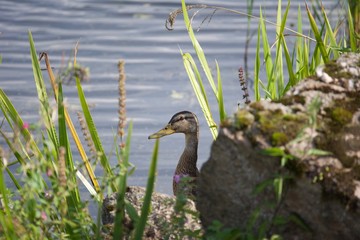 great blue heron in the pond