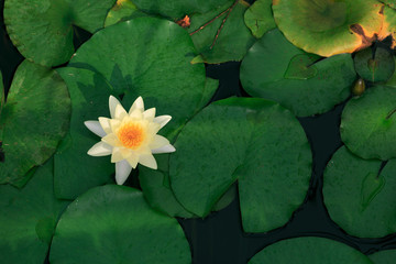 Yellow beautiful lotus flower