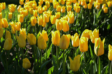 yellow tulips as a gift for mother's day, a large number of tulips on a bed in the park