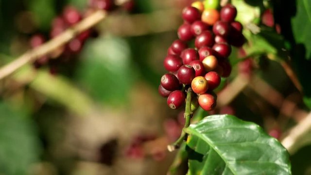 Fresh organic red raw and ripe coffee cherry beans on tree swaying in wind, agriculture plantation in North of Thailand.
