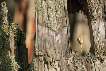The flower and the berries have grown on an old stump very unusual. Wonder of nature