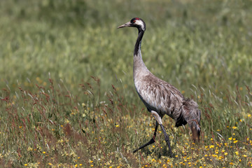 Crane Walking in the Field in Vomb Sweden
