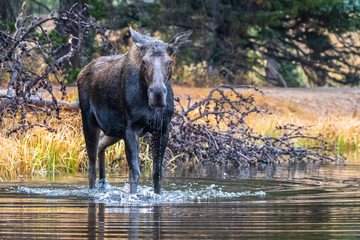 Moose in Water