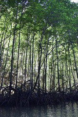 Kayak trip into the mangrove forest in Ao Thalaine in Krabi in Thailand, Asia