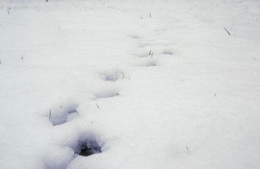 Perspective shot of animal tracks (bird, pheasant) in snow