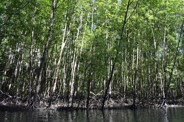 Fototapeta na wymiar Kayak trip into the mangrove forest in Ao Thalaine in Krabi in Thailand, Asia