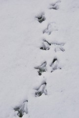 Bird footprints in snow - tracks of pheasant animal