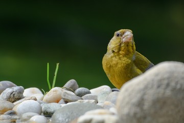 Greenfinch, carduelis cloris by stones. East Moravia. Czech Republic. Europe.