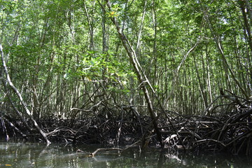 Kayak trip into the mangrove forest in Ao Thalaine in Krabi in Thailand, Asia