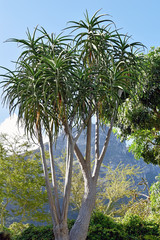 Fototapeta premium Kirstenbosch Botanical Garden - Capetown