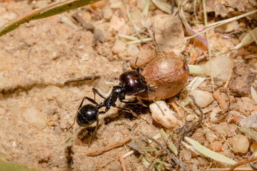 Formiga trabalhadora