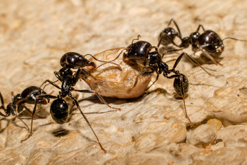 Formiga trabalhadora