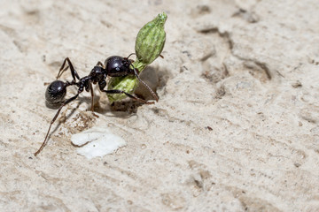 Formiga trabalhadora