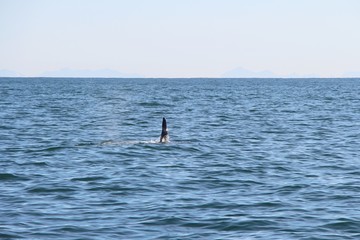 The dorsal fin of a killer whale is visible above the waters of the Pacific Ocean near the Kamchatka Peninsula, Russia. Orca  is a toothed whale belonging to the oceanic dolphin family.