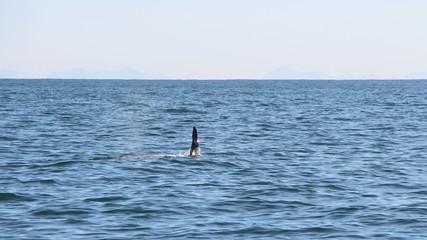 The dorsal fin of a killer whale is visible above the waters of the Pacific Ocean near the...