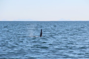 Naklejka premium The dorsal fin of a killer whale is visible above the waters of the Pacific Ocean near the Kamchatka Peninsula, Russia. Orca is a toothed whale belonging to the oceanic dolphin family.