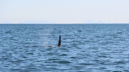 Naklejka premium The dorsal fin of a killer whale is visible above the waters of the Pacific Ocean near the Kamchatka Peninsula, Russia. Orca is a toothed whale belonging to the oceanic dolphin family.