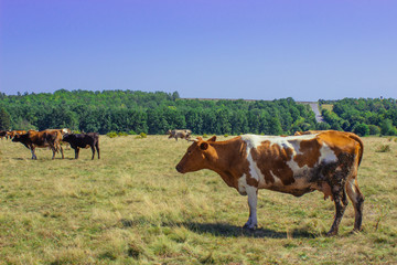 Fototapeta na wymiar Cow chewing grass and grazing on farmland