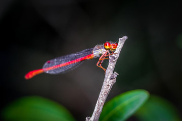 libélula