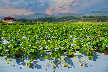 New harvest of sweet fresh outdoor red strawberry, growing outside in soil, rows with ripe tasty strawberries in chiangmai thailand