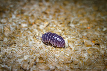 Insecto