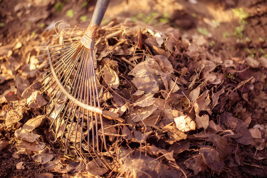 Garden spring clean-up: close up of steel rake gathering a pile of dry fallen leaves and grass in the sunny garden